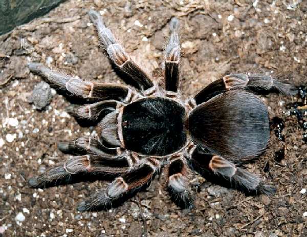 Acanthoscurria cordubensis