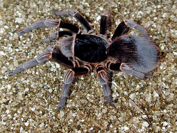 Acanthoscurria musculosa