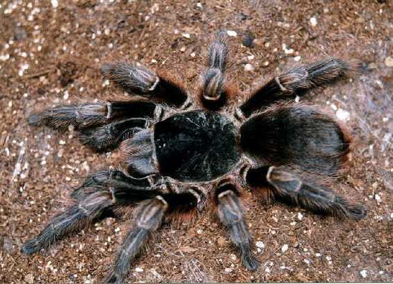 Acanthoscurria sternalis