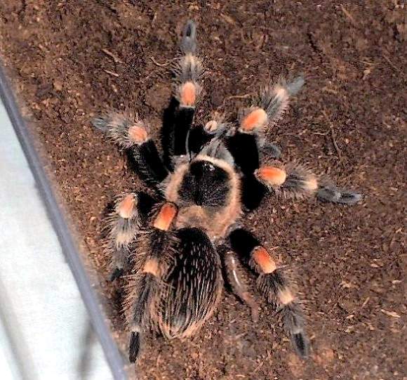 Regenerated after the molt right posterior leg of Brachypelma smithi (Photo (C) Craig Show)