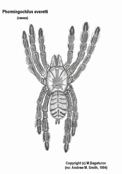 Phormingochilus