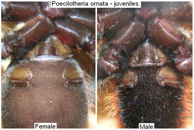 Половой диморфизм ювенильных особей Poecilotheria ornata с нижней стороны тела