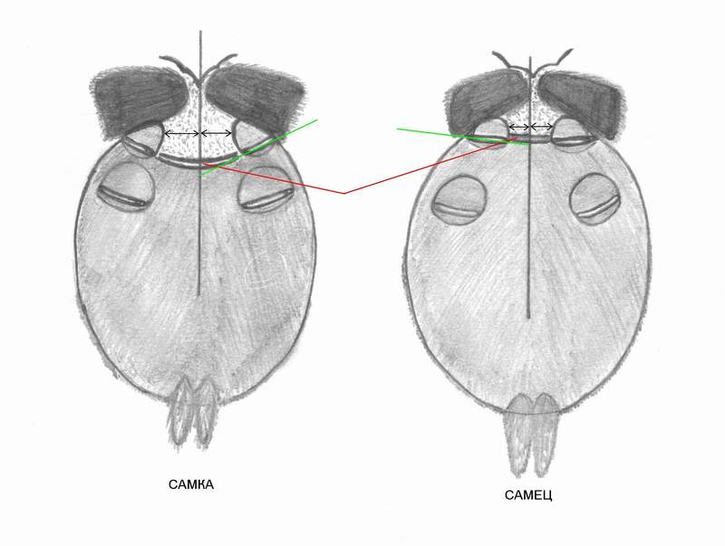 Determination of sex of juvenil specimens of tarantula
