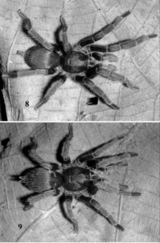 male and female (at bottom) of the tarantula <em>Sickius longibulbi</em>