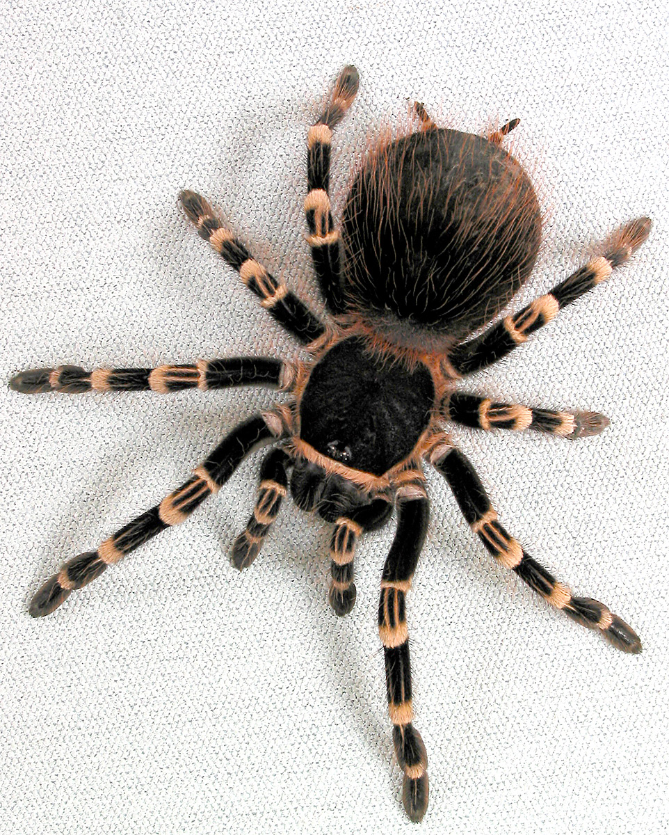 Часто задаваемые вопросы | Theraphosids (tarantulas) of the World. Keeping  and breeding in captivity