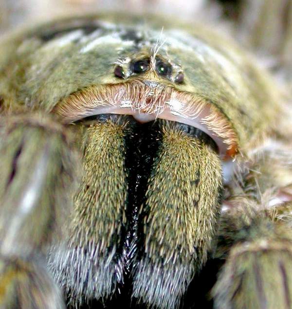 spider mouth anatomy