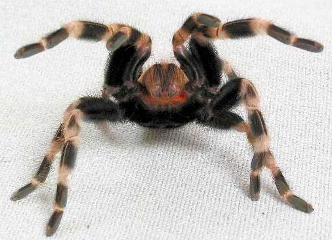 Lasiodora cristata in defence pose