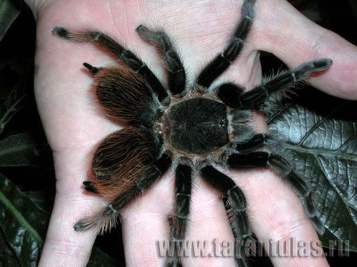 Specimen of tarantula-hybrid Brachypelma albogans with two opisthosoma