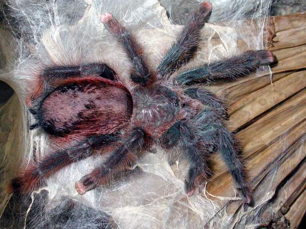 Arboreal tarantula Avicularia braunshauseni - representative of 1st group