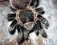 Brachypelma cf. vagans with reduced eyes and ocular tubercle