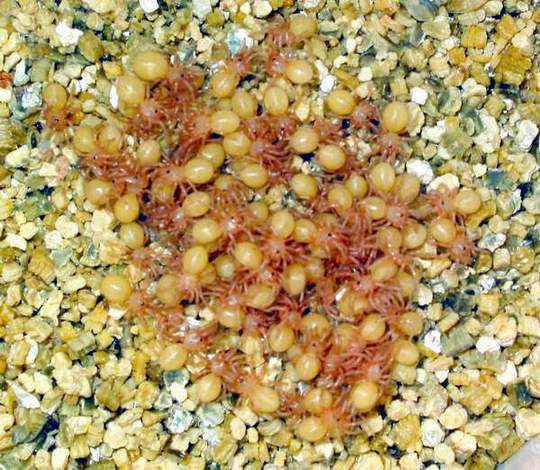 Newborn spiderlings of curly hair tarantula Brachypelma albopilosa