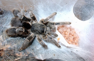 Eucratoscelus pachypus female with the nymphs. Photo (c) Martin Gamache