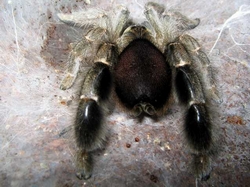 Eucratoscelus pachypus adult female showing one of the main taxonomical character