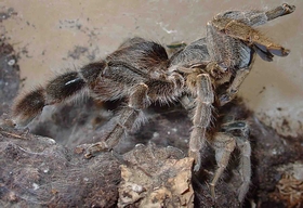 Eucratoscelus pachypus mating. Note the difference in size of sexes. Photo (c) Martin Gamache