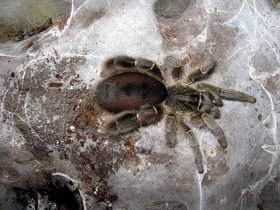 Eucratoscelus pachypus adult female in terrarium. Note the thick webbing of the substratum.