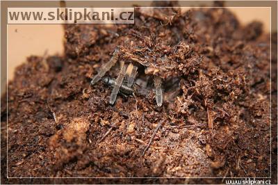 Idiothele sp in its trapdoor burrow. Photo (c) Ota Zimmermann