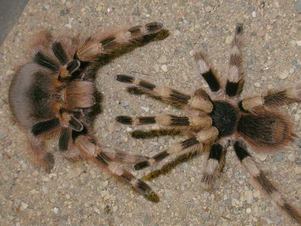 Спаривание птицеедов Nhandu coloratovillosus (самец справа)