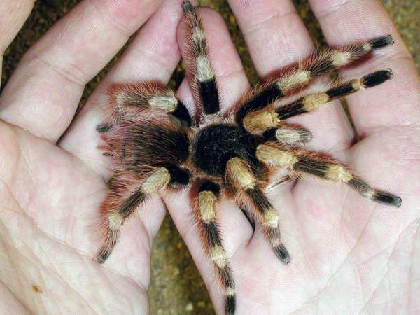 Половозрелый самец птицееда Nhandu coloratovillosus на руках автора 