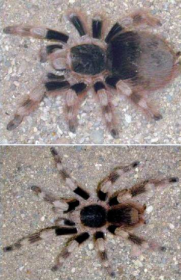 Sexual dimorphism at Nhandu coloratovillosum hardly denominated in coloration, what is   impossible to say, for instance, about species of Poecilotheria or Pamphobeteus, beside which the coloration of adult males   and females are different