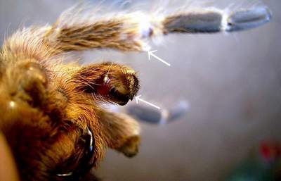 Copulative organ of male tarantula Nhandu coloratovillosus