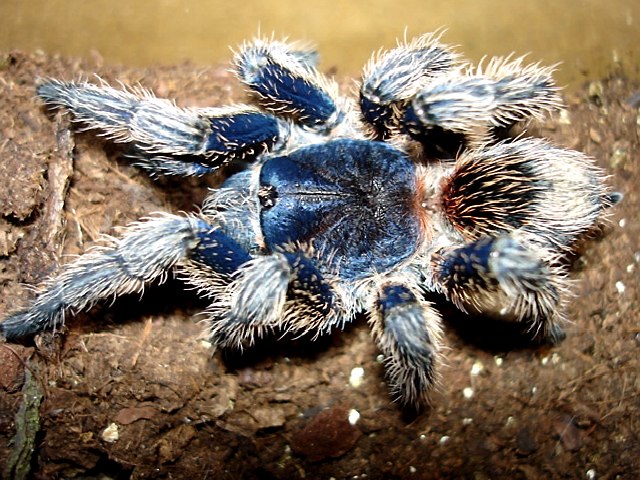 Thrixopelma cyaneum, Photo (c) Barry Wiles