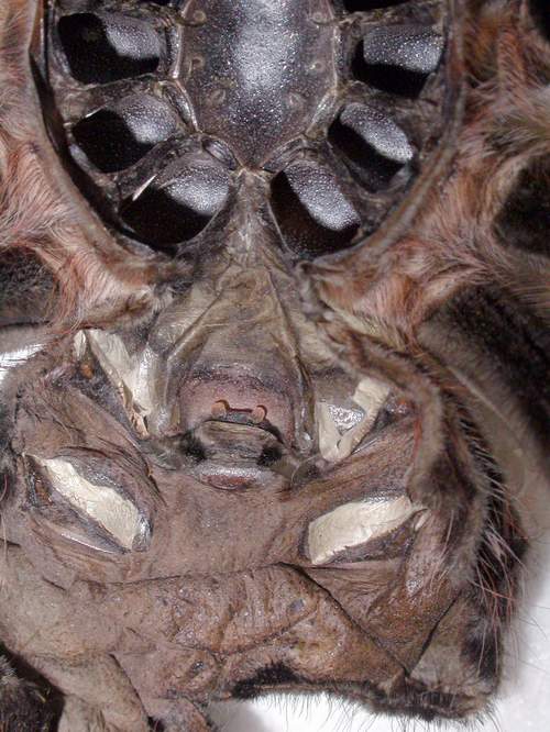 Area of spermathecae at exuvium of female of tarantula