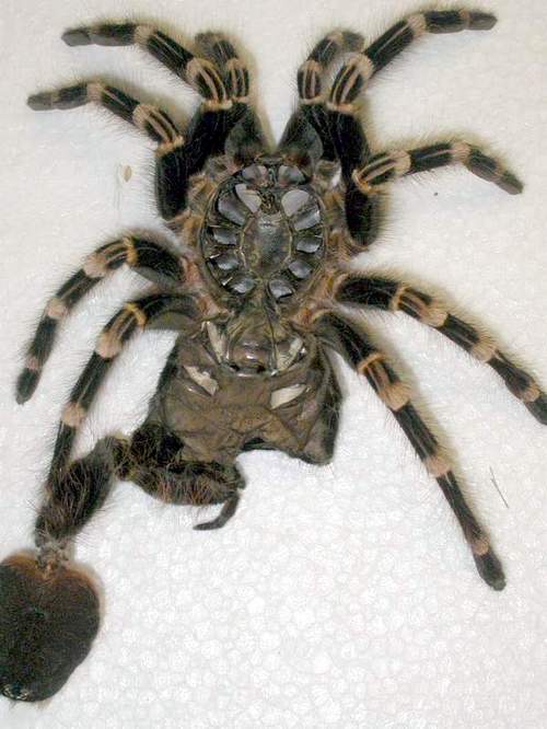 Exuvium of female Acanthoscurria geniculata