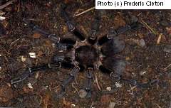 Acanthoscurria insubtilis adult male with double-opisthosoma (c) Frederic Cleton