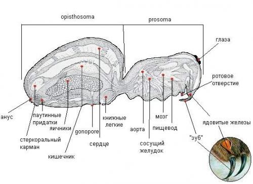 Строение паука