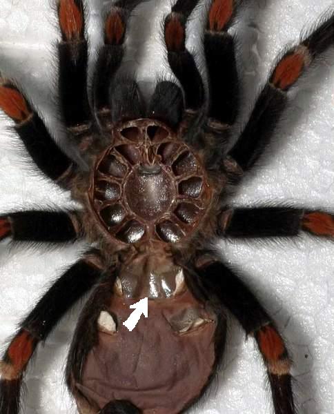 Определение пола | Theraphosids (tarantulas) of the World. Keeping and  breeding in captivity