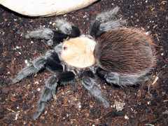 Brachypelma albiceps formerly known as Brachypelma ruhnaui