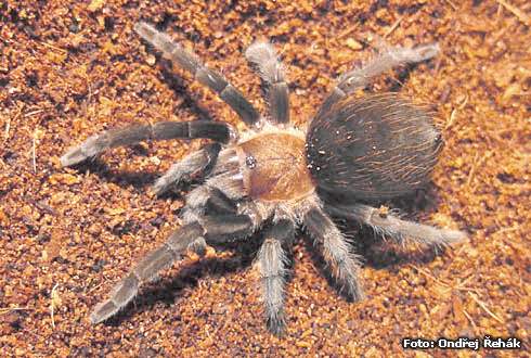 Brachypelma schroederi