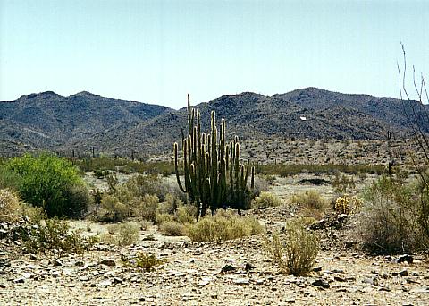 Semi-desert place of inhabit of Aphonopelma eutylenum (California, USA)