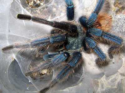 Взрослый самец птицееда Chromatopelma cyaneopubescens, плетущий сперм-паутину. 