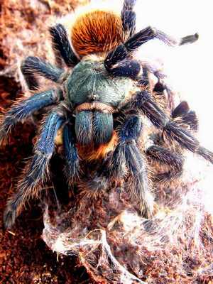 The female of Chromatopelma cyaneopubescens munching on the male -   the rezult of 99% of all matings of this species in captivity. Foto (c) Mikhail F. Bagaturov