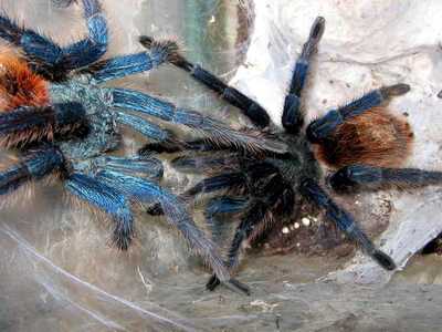 спаривание птицеедов Chromatopelma cyaneopubescens. Фото (с) Mikhail F. Bagaturov