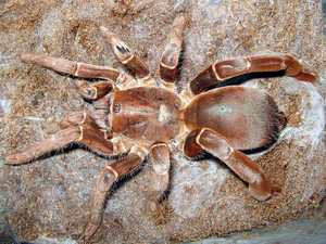 Citharischius crawshayi adult female together with the Theraphosa blondi - two fo the most loud tarantulas in the world