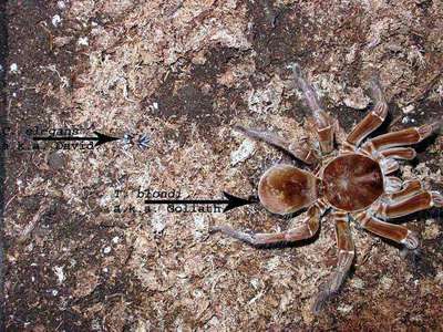 See the difference between the sizes of  Cyriocosmus and  Theraphosa! Photo (c) Martin Gamache