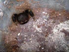 Eucratoscelus pachypus burrow plugging behavior