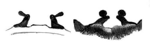 Eucratoscelus pachypus spermathecae drawings. Left - E.constrictus; right - E. pachypus