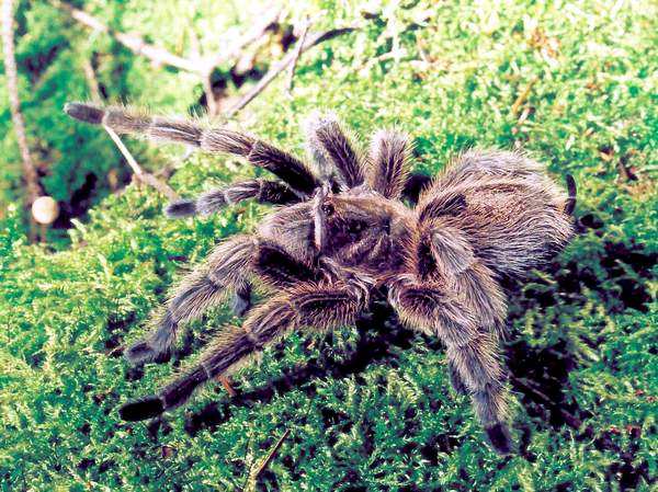 Grammostola rosea - рекордсмен по голоданию среди птицеедов (фото Эмиля Морозова)