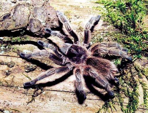 Chilean species Grammostola rosea - representative of group 2 (Photo (c)Emil Morozov)