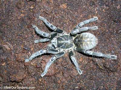 female from the nature of Haplopelma vonwirthi, Photo (c) MeetOurSpiders.com