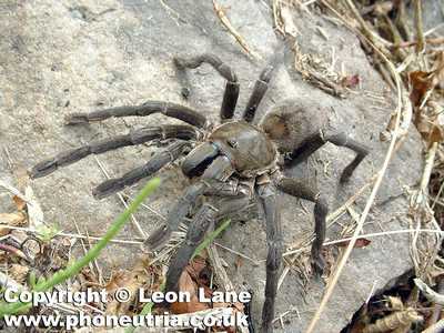 female of tarantula Haplopelma vonwirthi, Photo (c) Leon Lane