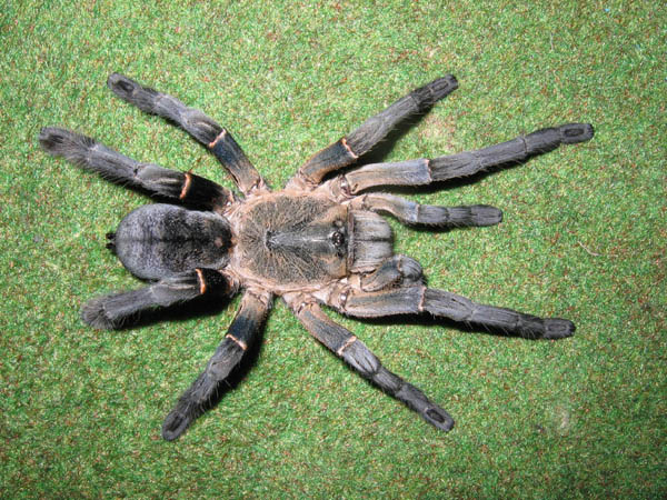 female of tarantula Haplopelma longipes, Photo (c) Leon Lane