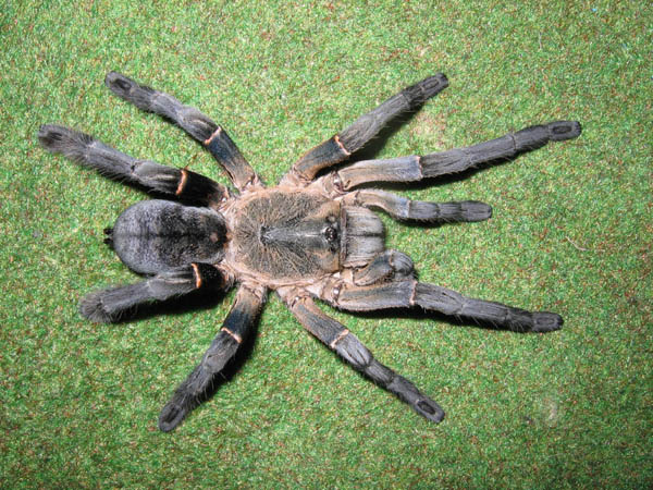 взрослая самка птицееда Haplopelma longipes, Photo (c) Leon Lane