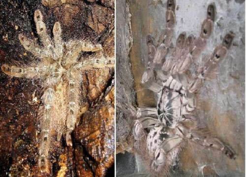 Heteroscodra maculata pair. Man on the left showing the great dimorphism in pilosion and overall coloration as well as different body patterns compairing to female (on the left)