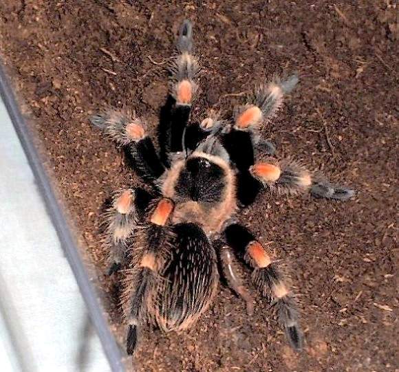 Восстановленная после линьки правая задняя нога птицееда Brachipelma smithi (фото (C) Craig Show)