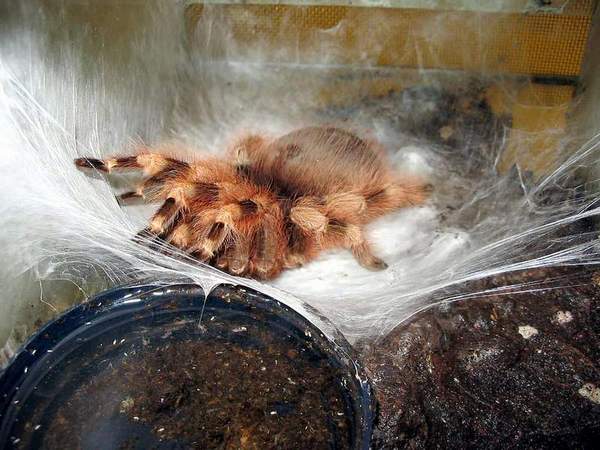 Female Nhandu coloratovillosus construct eggsac (Photo (c) Alexandre Ivanov)