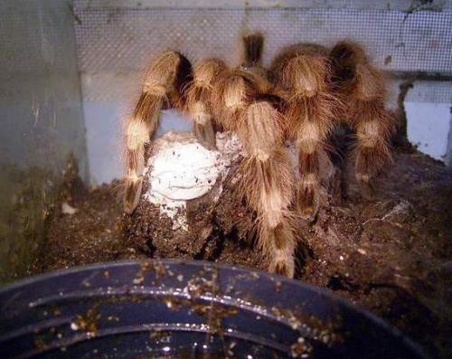 Female of tarantula Nhandu coloratovillosus caring of eggsac